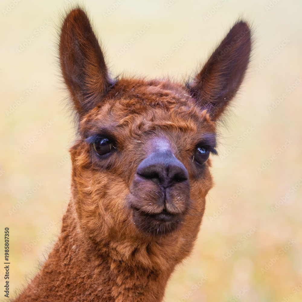 Fototapeta premium Closeup portrait of a happy looking brown alpaca