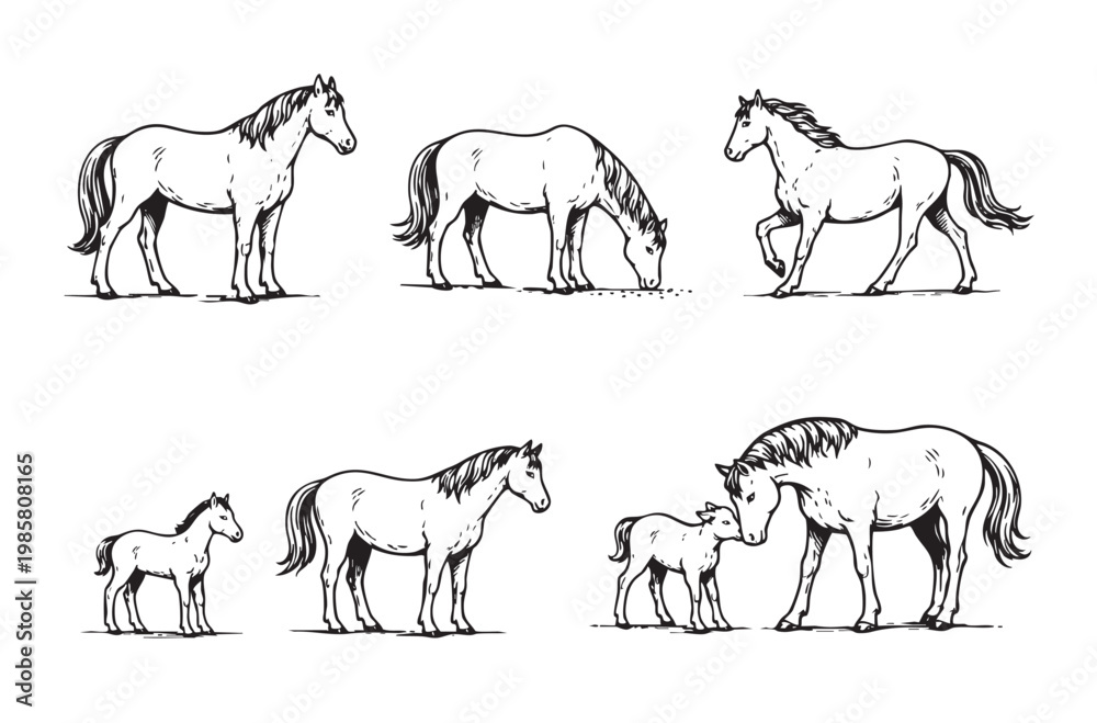 Fototapeta premium black and white illustration set of horses in various poses, including standing, grazing, walking, and a mare with a foal.