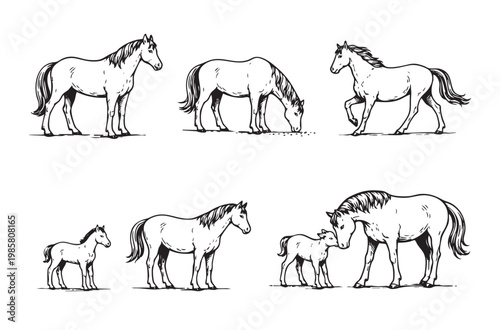 black and white illustration set of horses in various poses, including standing, grazing, walking, and a mare with a foal.