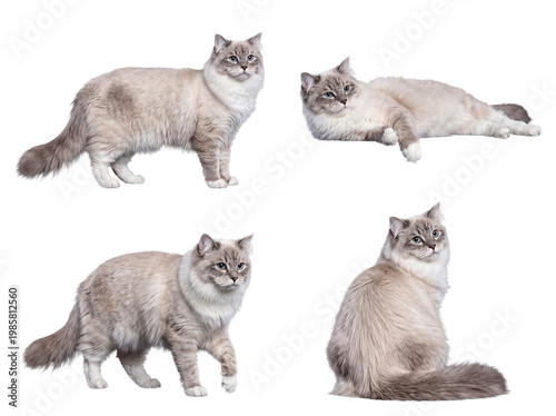 Canvastavla Multiple elegant Ragdoll cats displaying various poses, isolated on a transparent background