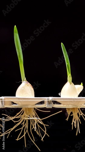 Garlic plant growing hydroponic roots sprout vertical timelapse
