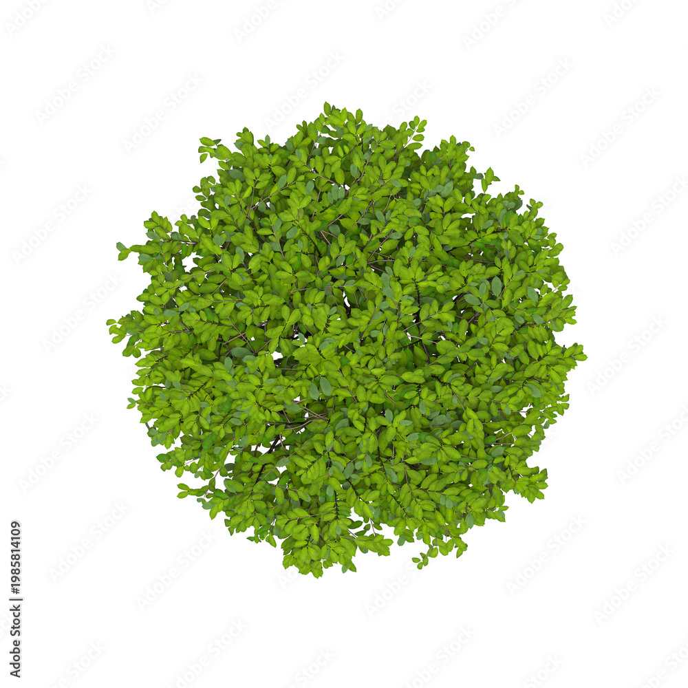 Naklejka premium bush, top view, isolate on a transparent background, 3D illustration, cg render