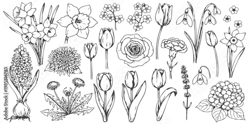 Collection of detailed botanical line art spring flowers and floral elements vector illustration