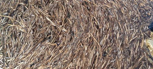 Detailed texture of dried seagrass (Posidonia oceanica) washed up on a Mediterranean beach. A natural, organic background of brown aquatic plant fibers and marine debris.