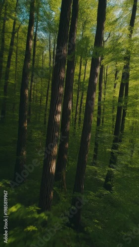 Cinematic FPV drone weaving closely between tall tree trunks