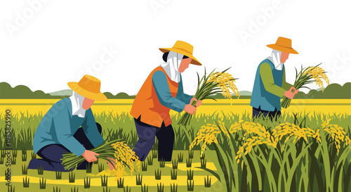 Three farmers harvesting golden rice plants in a flat vector style illustration