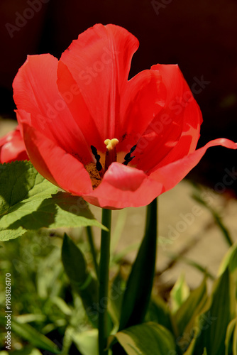 Tulipan