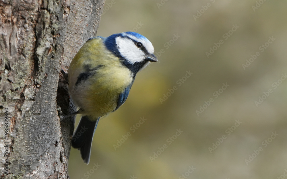 Obraz premium a colorful eurasian blue tit (cyanistes caeruleus) clinging to the bark of a tree.