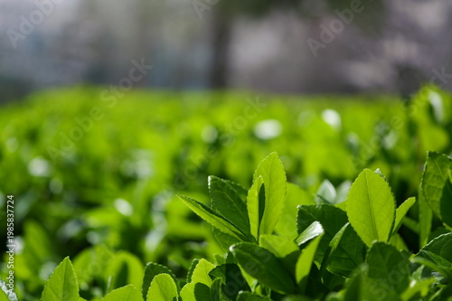 Lush green hedge foliage, sun-dappled and macro-focused with natural bokeh.