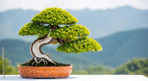 A Miniature Japanese Maple Bonsai Tree in a Ceramic Pot, Carefully Cultivated with Lush Green Foliage and a Stylized Trunk