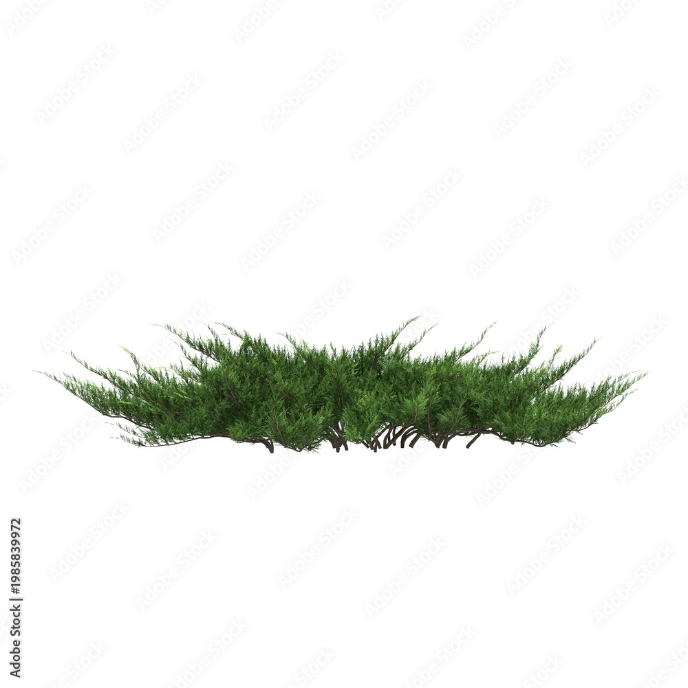 Naklejka premium bush isolated on white background, 3D illustration, cg render 
