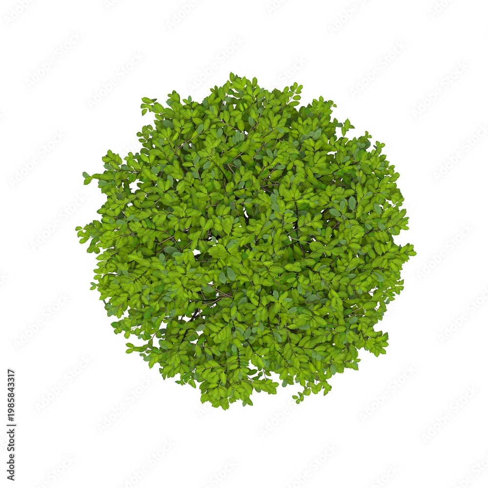 Obraz premium bush, top view, isolated on white background, 3D illustration, cg render