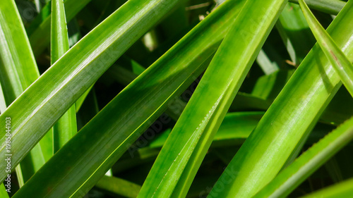 Close-up of vibrant tropical green leaves with glossy texture. Abstract natural foliage background with fresh botanical patterns and lush greenery.