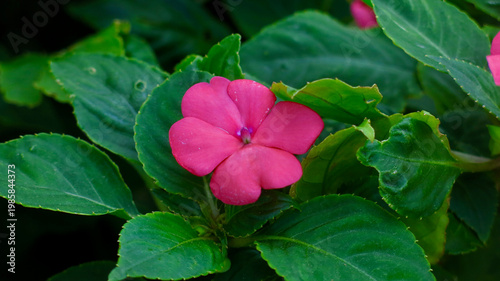 Bright pink tropical flower blooming among lush green leaves. Vibrant floral close-up with fresh garden foliage and vivid botanical colors.