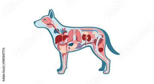Dog Anatomy Internal Organs Vector Illustration Showing Canine Biological Systems for Veterinary Education and Medical Science Study Infographic