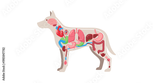 Dog Anatomy Internal Organs Vector Illustration, Detailed Canine Biological System Chart for Veterinary Education and Medical Science Studies