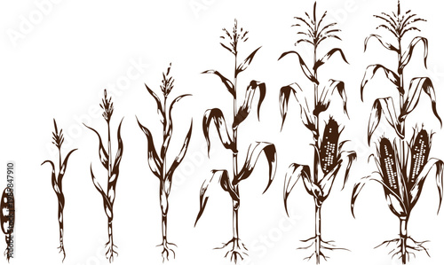 Natural life cycle of maize plant starting from seed to mature stalk with harvest ready cobs
