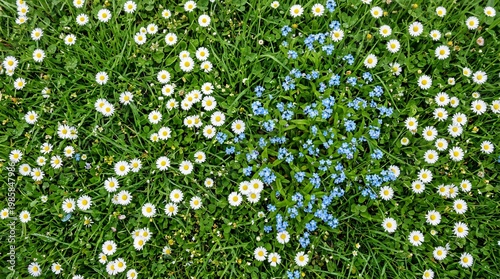Lovely top-down view shows a lush green lawn sprinkled with delicate white daisies wonderfully interspersed with tiny glowing blue flowers.