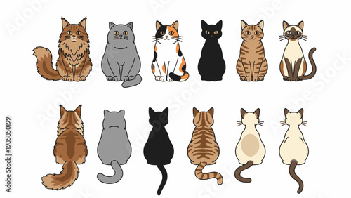 Cat Breed Collection Sitting Front and Back View Illustration