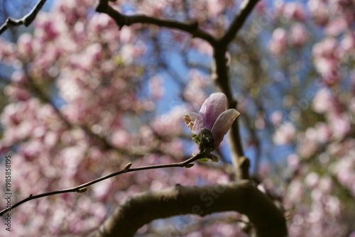 Einzelne geschlossene Magnolienblüte (Magnolia × soulangeana) an einem dunklen Ast vor weichem Bokeh-Hintergrund im Frühling