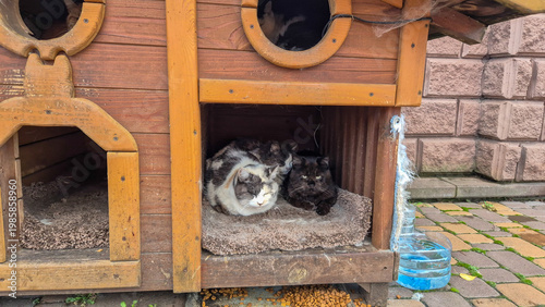 Group of cats resting inside a wooden outdoor pet house against a brick wall. Cozy animal shelter scene with multiple domestic cats in a handmade structure, representing care, protection, and pet life