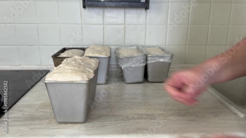 Bread dough rises in several metal loaf pans on a kitchen counter, showing the proofing process before baking