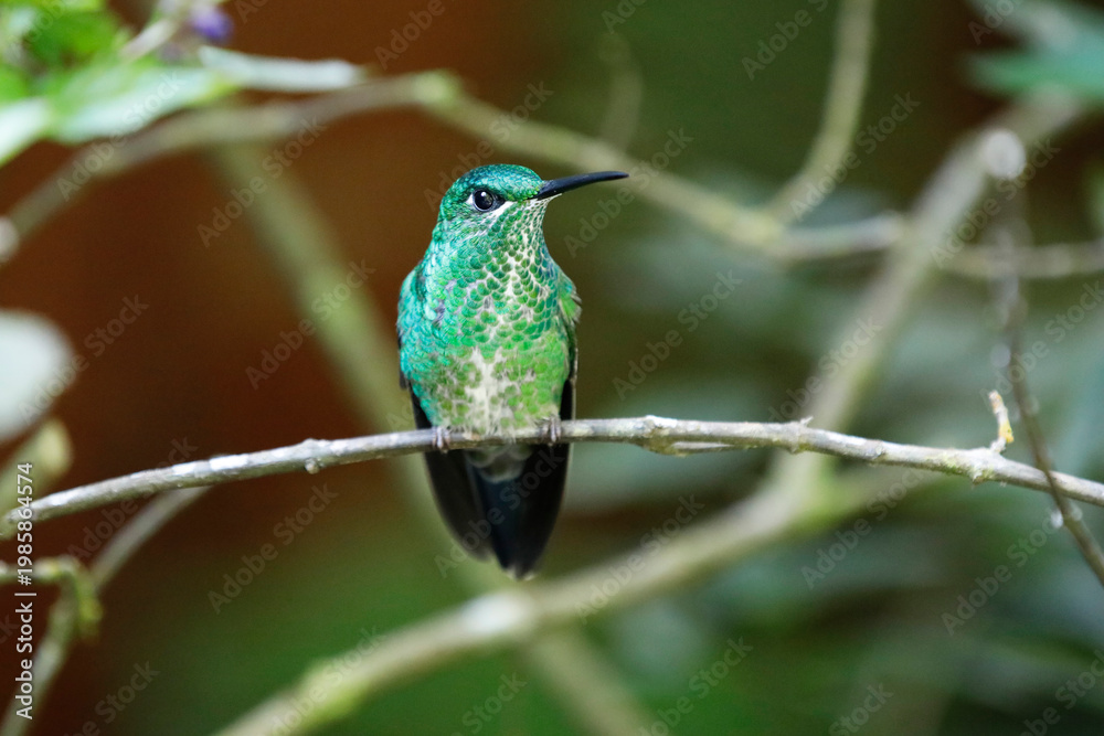 Fototapeta premium Grünstirn-Brillantkolibri