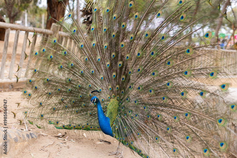 Obraz premium Male peacock with the open tail walking in the public park.