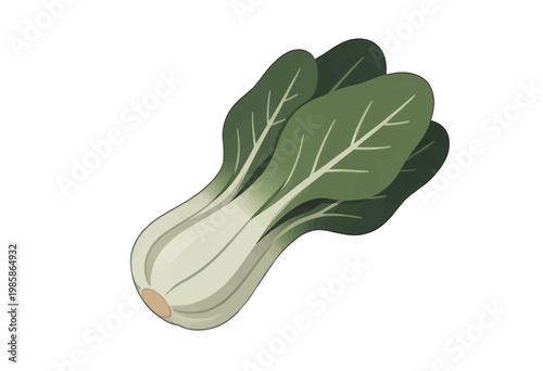 Fresh Bok Choy Illustration Vector, Green Leafy Vegetable Icon for Food and Healthy Lifestyle Designs