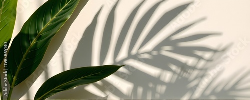 Tropical Leaf Shadow Overlay on Neutral Background Organic Abstract Copy Space