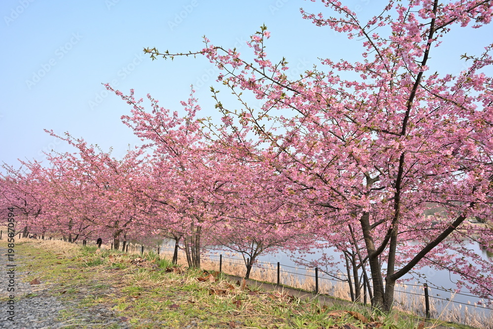 Fototapeta premium 河津桜の花と園内の遊歩道（新潟県新潟市秋葉区新津）