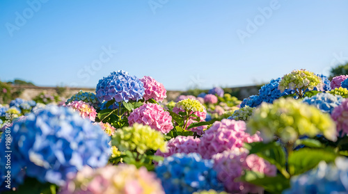 Hydrangea a genus of more than 70 species of flowering plants 