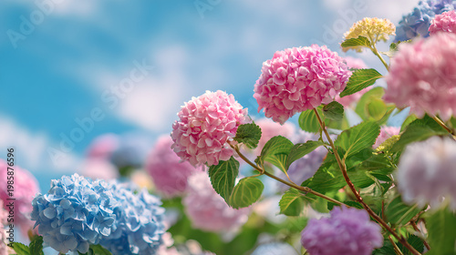 Hydrangea a genus of more than 70 species of flowering plants 