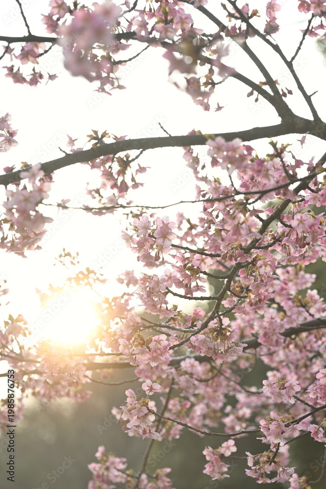 Fototapeta premium 見上げた河津桜の花と朝日（新潟県新潟市秋葉区新津）