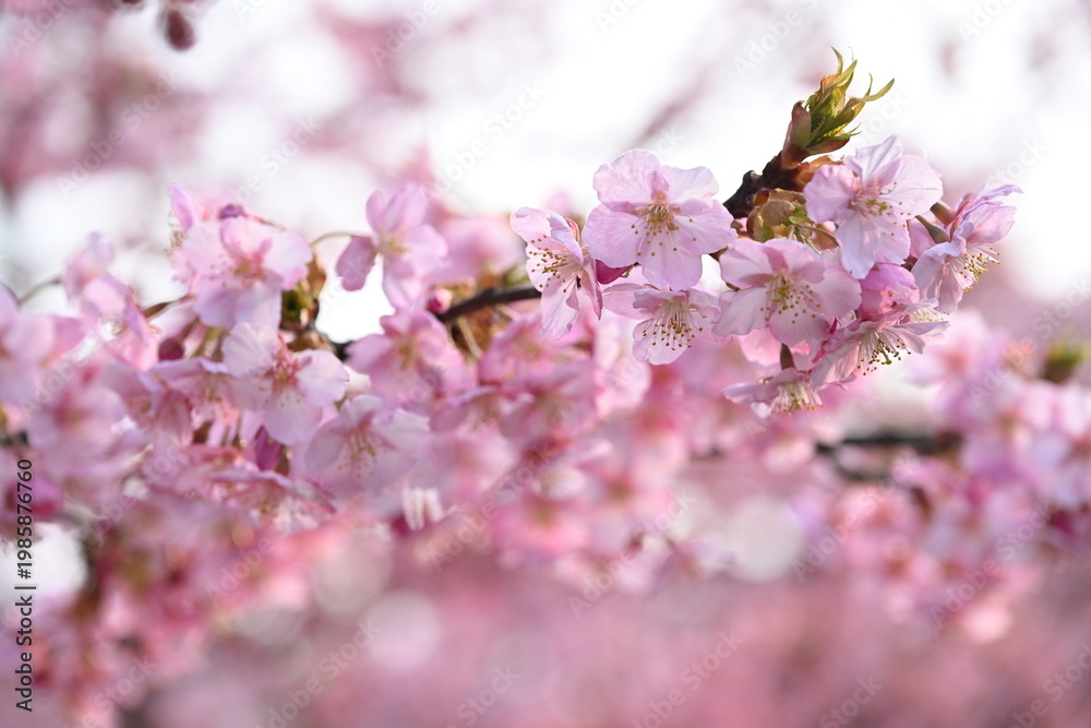 Naklejka premium 河津桜のクローズアップ