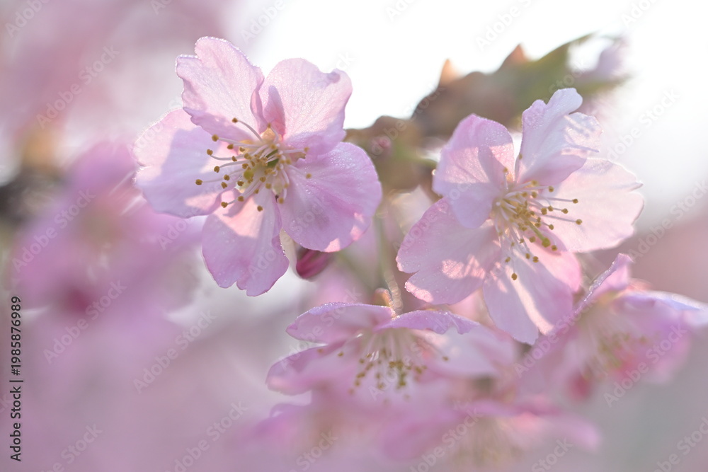 Fototapeta premium 河津桜のクローズアップ