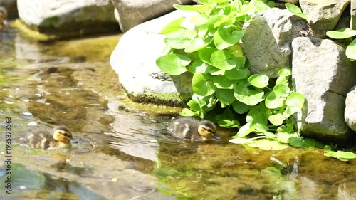 A wild mother duck stands protectively beside her fluffy ducklings in a serene natural setting. The attentive parent watches over her young as they stay close together, 4 k video