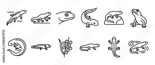 Newt salamander amphibian animal icons set depicting various life stages and poses of these fascinating aquatic and terrestrial creatures.