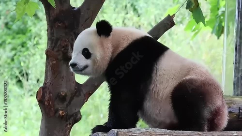 close up cute panda sitting on the wood structure, China
