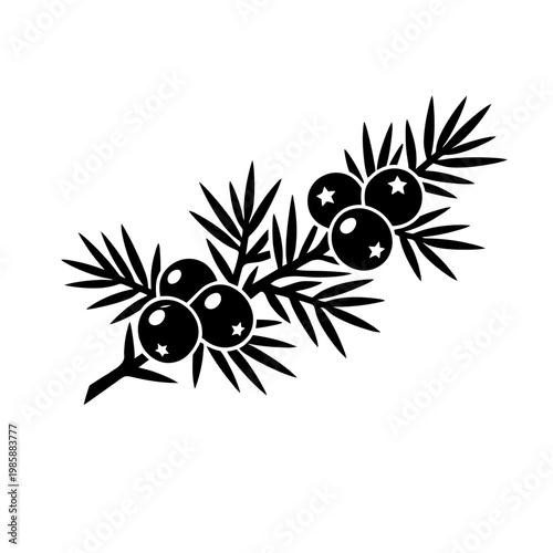 Black silhouette of a juniper branch with berries on white background