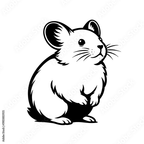 Cute chinchilla sitting on white background looking up curiously