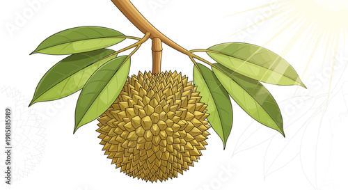 Illustration of a spiky durian fruit hanging from a branch with green leaves against a white background, rendered in a detailed, cartoon style with bright, naturalistic light and a summery