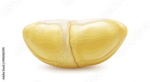 A digitally-illustrated durian segment is presented in a close-up shot, featuring a smooth, creamy texture and a distinctive split, set against a stark white background, creating a clean