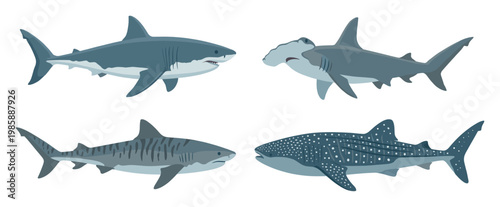 Four different shark species swimming together, showcasing their unique characteristics and diverse forms in a marine life illustration.