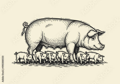Vintage Engraving Illustration of a Mother Sow with Piglets, Rustic Farm Animal Woodcut Style
