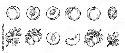 Peaches fruit, blossoms, and pit set in a detailed hand-drawn engraving style, perfect for botanical illustrations and food designs.