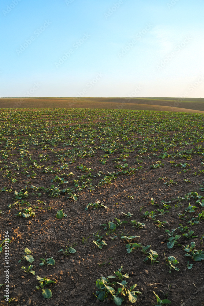 Naklejka premium Young rapeseed oilseed plants grow across cultivated farmland, forming a clean rural landscape with fertile soil