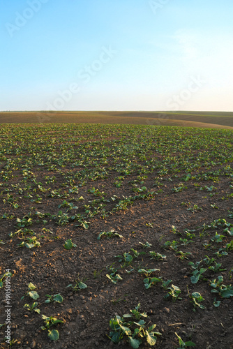 Young rapeseed oilseed plants grow across cultivated farmland, forming a clean rural landscape with fertile soil