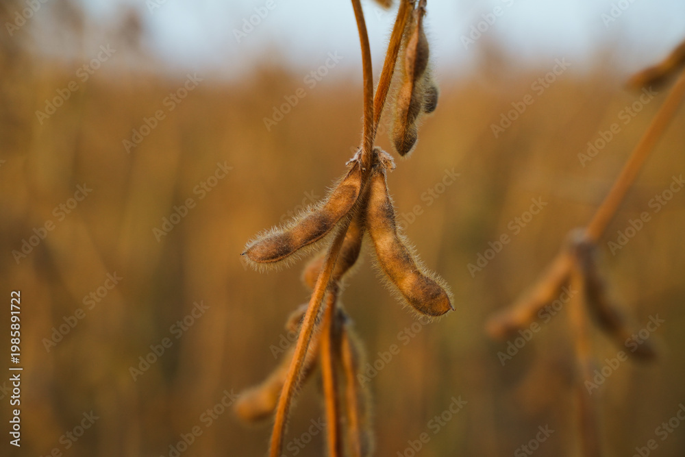 Fototapeta premium Cluster of ripe soybean pods on stem in cultivated field representing harvest season agriculture and sustainable crop production