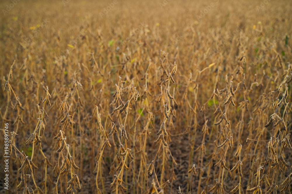 Naklejka premium Ripe soybean plants drying in agricultural field before harvest, mature legume crop and modern farming concept